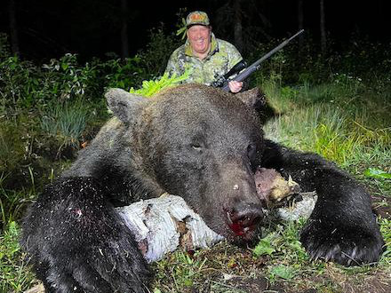 Orso bruno nel bosco estone