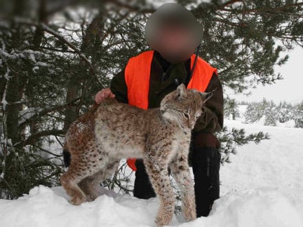 Caccia alla Lince